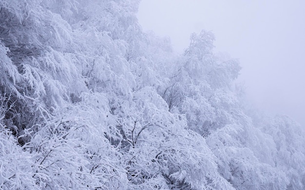 Galhos de árvores cobertos de neve