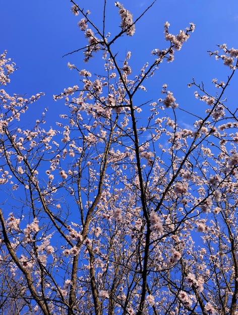 galhos de árvores com flores contra um céu azul claro