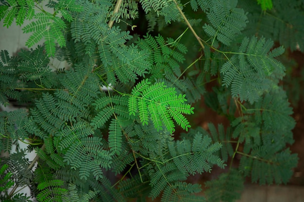 Galhos de árvores com folhas pequenas em um jardim