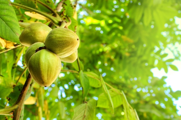 Galhos de árvores com frutos de Juglans mandshurica ou noz da Manchúria