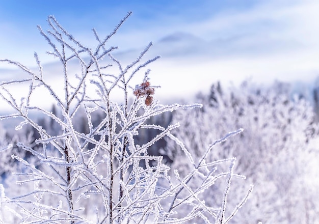 Galhos de árvores congeladas de inverno