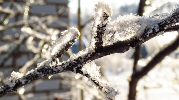 Galhos de árvores congelados na neve no inverno frio