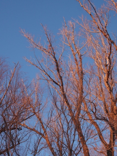 galhos de árvores contra o céu azul nos raios do sol poente