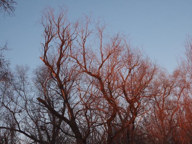 galhos de árvores contra o céu azul nos raios do sol poente