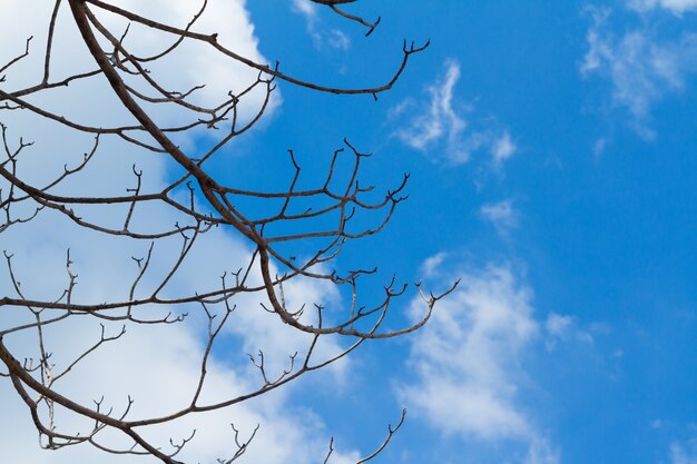 Galhos de árvores contra o céu