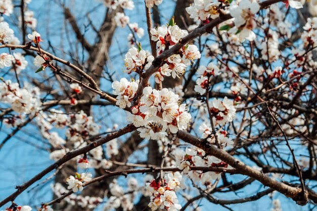 Galhos de árvores de damasco florescendo contra o céu azul