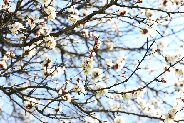 Galhos de árvores de damasco florescendo na primavera fecham