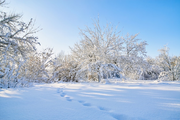 Galhos de árvores de inverno com muita neve