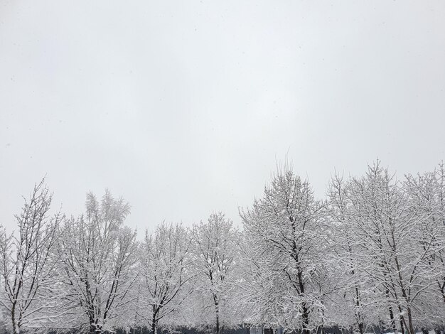 Galhos de árvores de inverno na neve