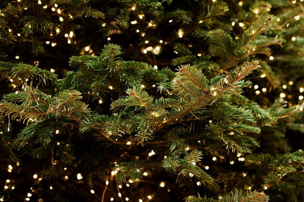 Galhos de árvores de Natal com fundo de férias de guirlandas de luzes.