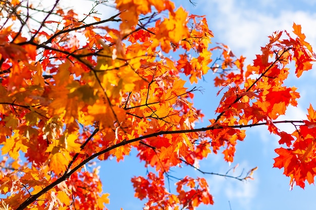 Galhos de árvores de outono com folhagem de bordo vermelho amarelo contra um céu azul
