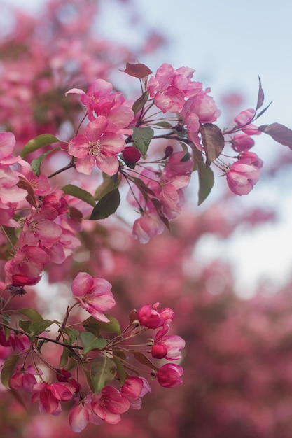 Galhos de árvores de pêssego em flor com flores cor de rosa