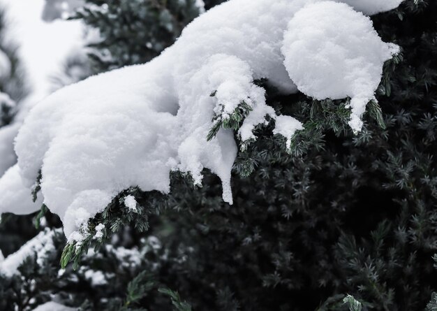 Galhos de árvores de zimbro estão cobertos de neve branca Natal e véspera de ano novo