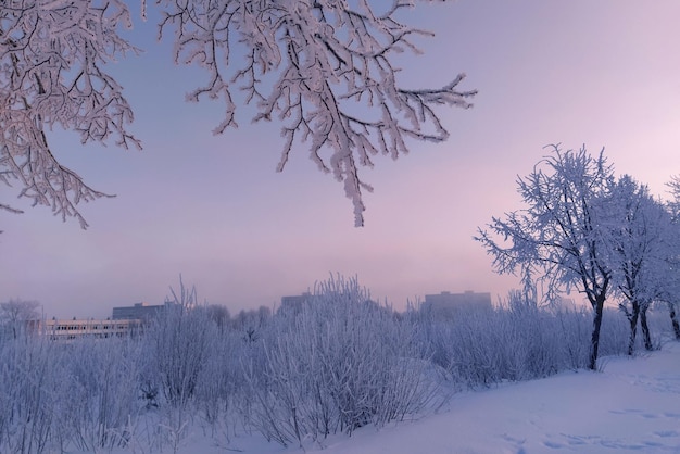 Galhos de árvores e arbustos cobertos de neve na geada. vista da paisagem de árvores na neve e cidade congelada contra o céu do pôr do sol rosa
