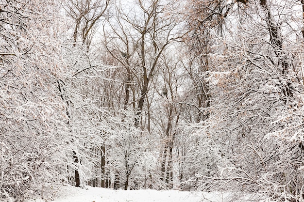 Galhos de árvores e arbustos cobertos de neve no inverno no parque da cidade.