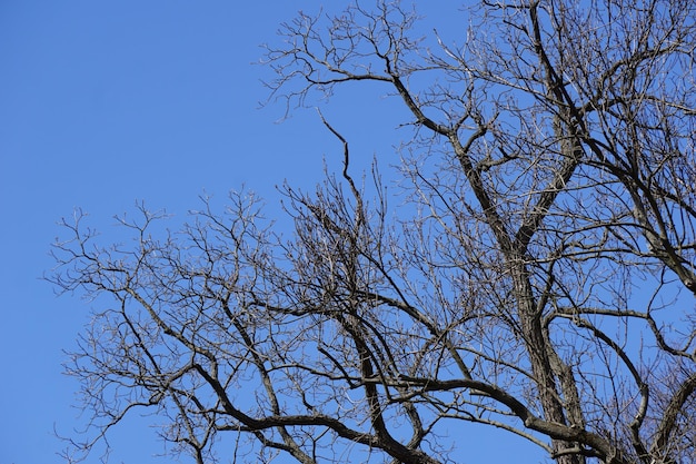 Galhos de árvores e céu azul