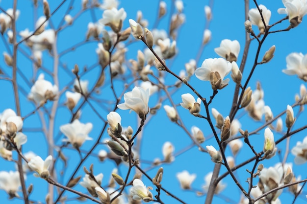 Galhos de árvores florescendo. árvore de magnólia bloomy com grandes flores brancas. flores de magnólia perfeita. fundo de primavera