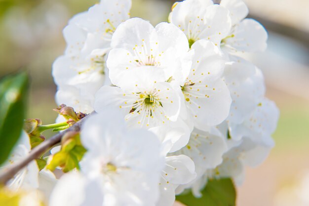 Galhos de árvores floridas na primavera.