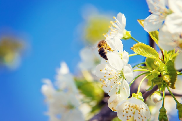 Galhos de árvores floridas na primavera.