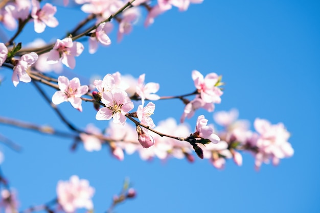 Galhos de árvores frutíferas com flores de pétalas brancas e rosa desabrochando no jardim primavera.