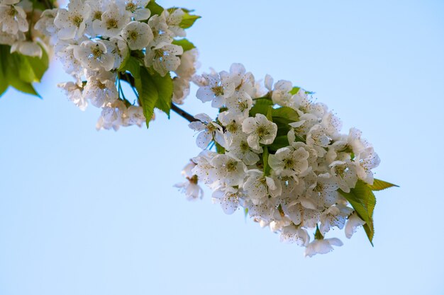 Galhos de árvores frutíferas com flores de pétalas brancas e rosa desabrochando no jardim primavera.