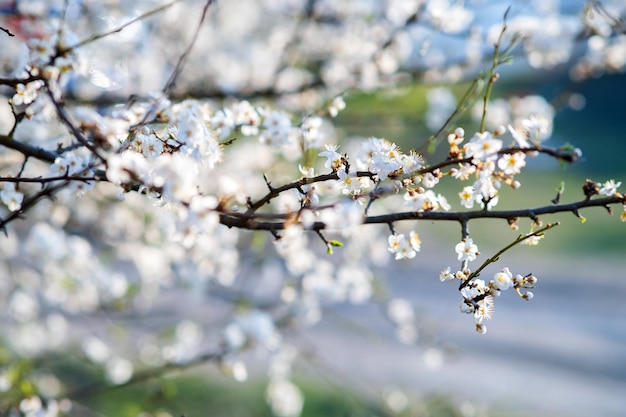 Galhos de árvores frutíferas com flores de pétalas brancas e rosa desabrochando no jardim primavera.