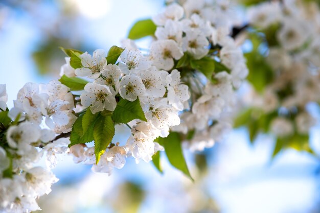 Galhos de árvores frutíferas com flores de pétalas brancas e rosa no jardim primavera.