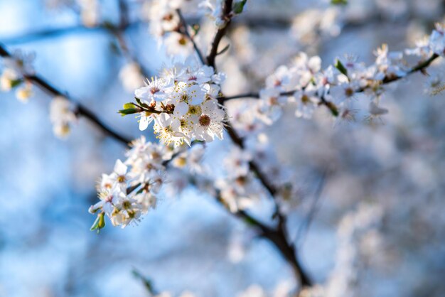 Galhos de árvores frutíferas com flores de pétalas brancas e rosa no jardim primavera.