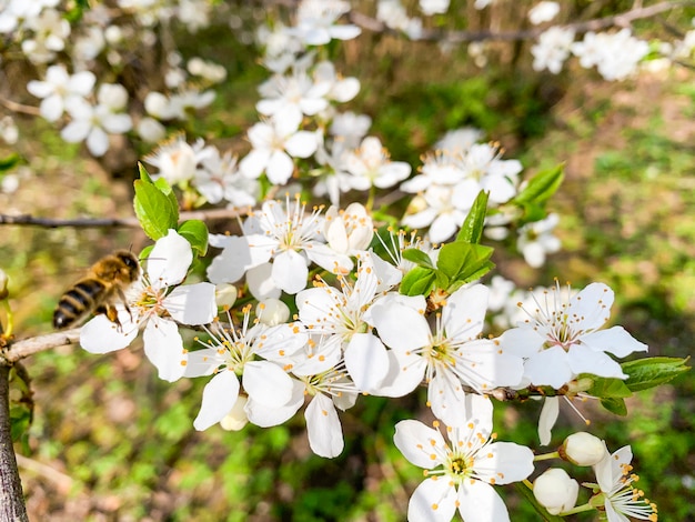 Galhos de árvores frutíferas florescendo com delicadas flores brancas.