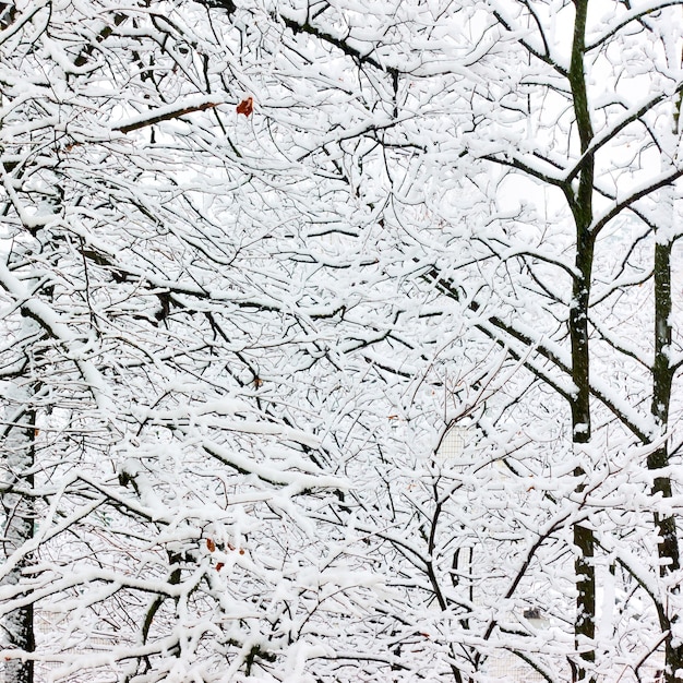 Galhos de árvores na neve de inverno