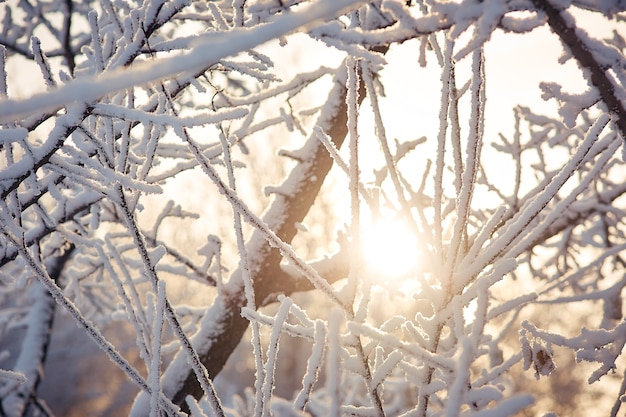 Galhos de árvores na neve Dia ensolarado de inverno.