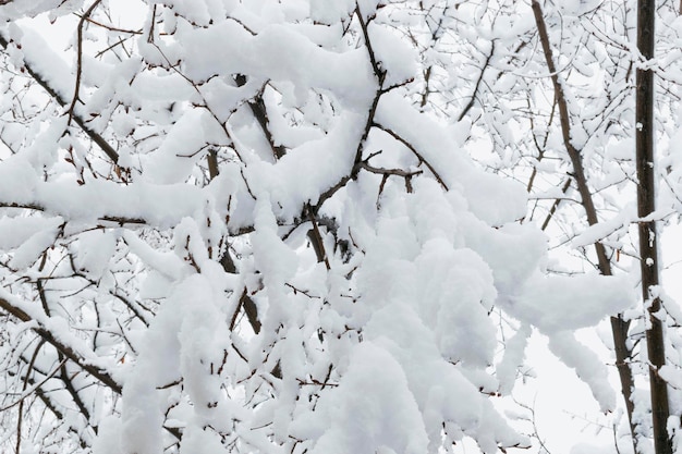 Galhos de árvores na neve no inverno no contexto da queda de neve serogoneb no inverno frio