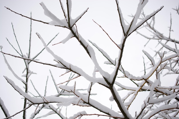 galhos de árvores na neve