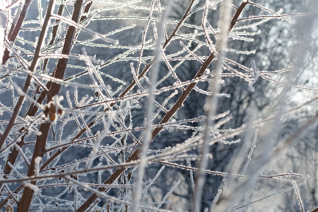 Galhos de árvores nevadas