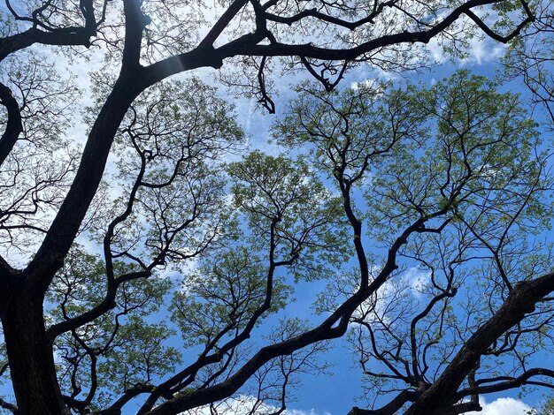 Galhos de árvores no fundo do céu azul