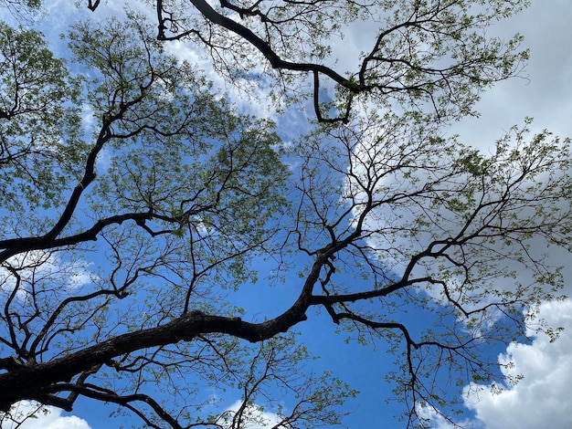 Galhos de árvores no fundo do céu azul