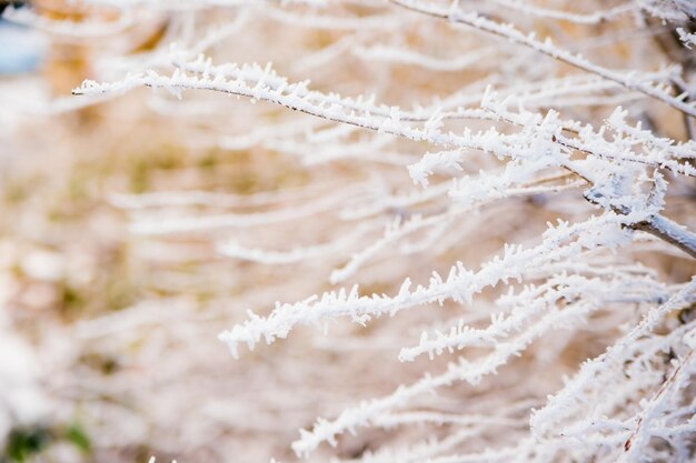 Galhos de árvores no inverno cobertos de geada e neve a beleza está na natureza a floresta em dezembro fundo ou textura