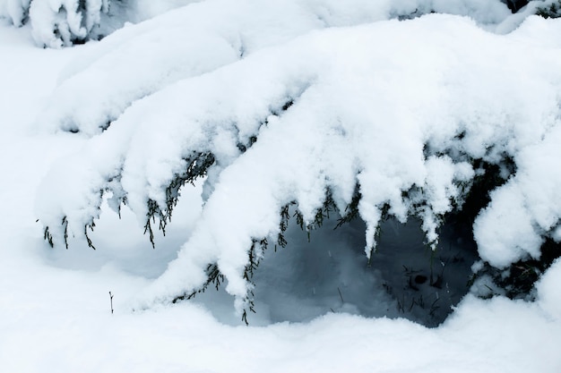 Galhos de árvores no parque cobertos pela neve durante uma nevasca e tempestade de neve no inverno