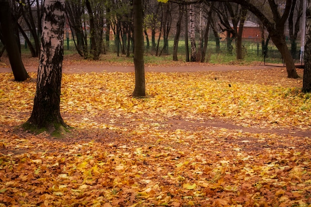 Galhos de árvores no parque outono