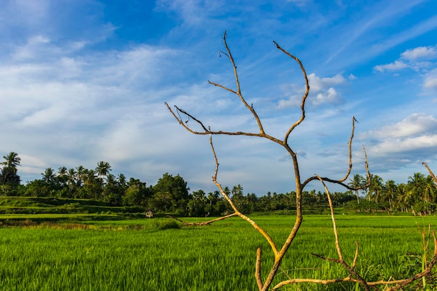 Galhos de árvores nos belos campos de arroz