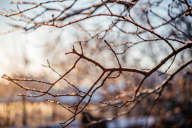 Galhos de árvores nus cobertos com gelo, fundo de inverno ao nascer do sol