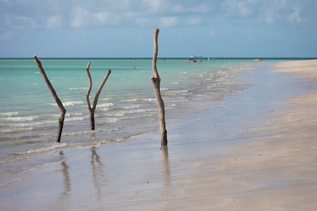 Galhos de árvores presos na areia da praia