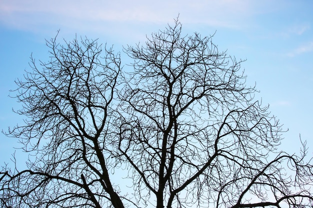 Galhos de árvores sem folhas contra a temporada de outono do céu azul na natureza