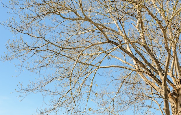 Galhos de árvores sem folhas no céu azul