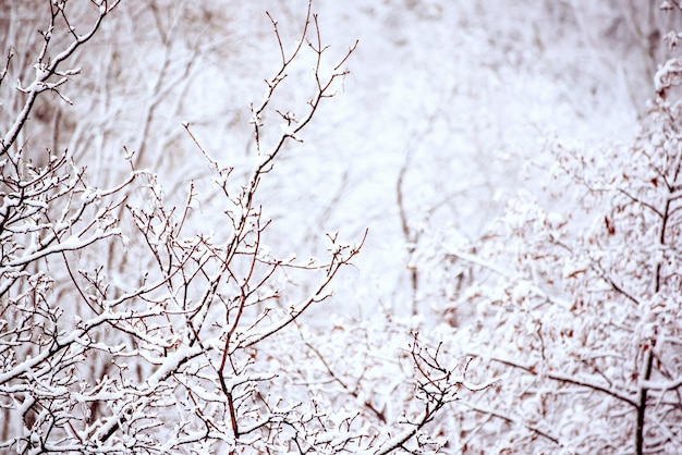 Galhos de árvores sob o conceito de clima sazonal de fundo de inverno vintage natural de neve