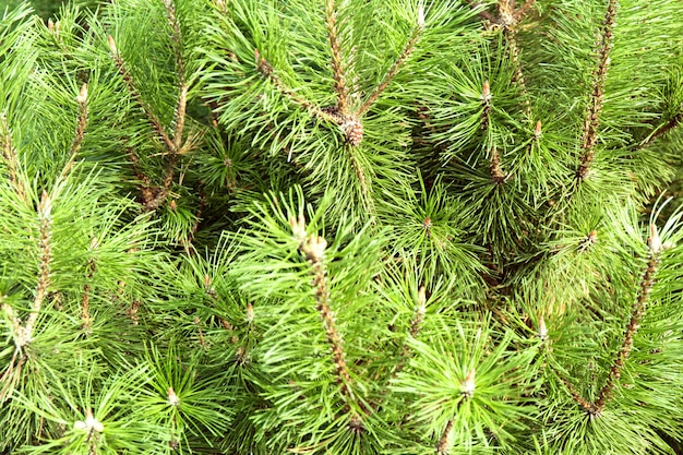 Galhos de árvores verdes de natal