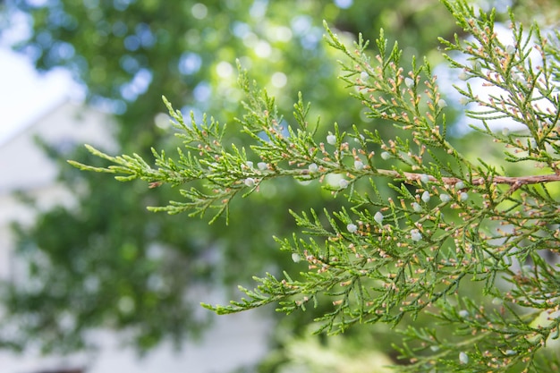 Galhos de árvores verdes de thuja como imagem de fundo