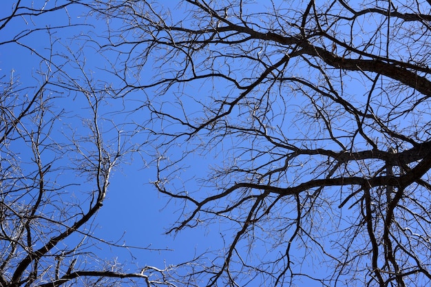 galhos de carvalho isolados com céu azul no fundo