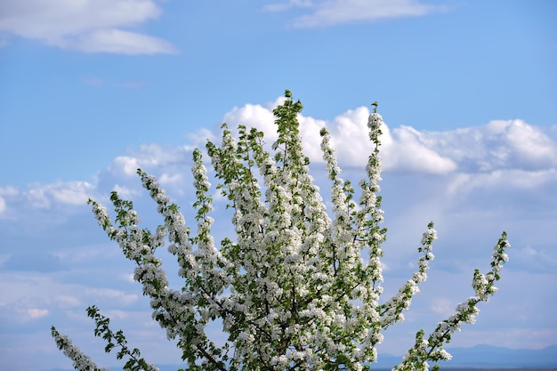 Galhos de cerejeira com flores brancas no início da primavera.