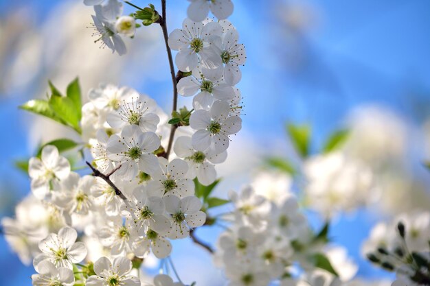 Galhos de cerejeira com flores brancas no início da primavera